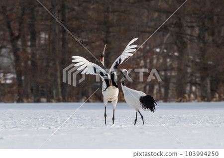 北海道東部冬季風景，日本起重機 103994250