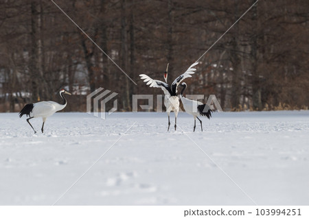 Winter scenery of Eastern Hokkaido, Japanese crane 103994251