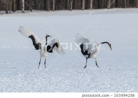 Winter scenery of Eastern Hokkaido, Japanese crane 103994286