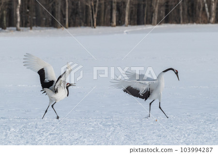 北海道東部冬季風景，日本起重機 103994287