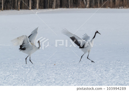 Winter scenery of Eastern Hokkaido, Japanese crane 103994289