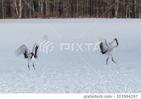 Winter scenery of Eastern Hokkaido, Japanese crane 103994297