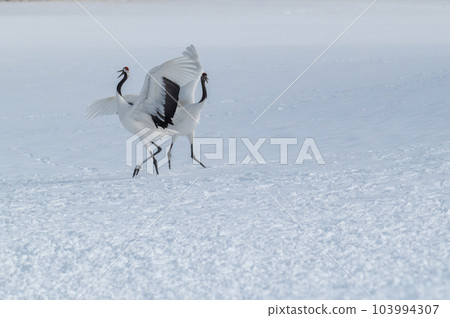 Winter scenery of Eastern Hokkaido, Japanese crane 103994307