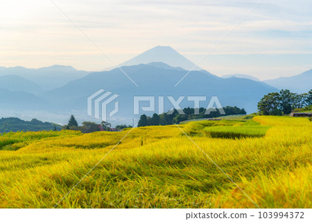 [秋季素材]收穫時節中野梯田的日出[山梨縣] 103994372