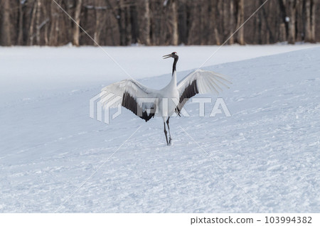 Winter scenery of Eastern Hokkaido, Japanese crane 103994382