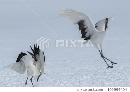 Winter scenery of Eastern Hokkaido, Japanese crane Winter scenery of Eastern Hokkaido, Japanese crane 103994404