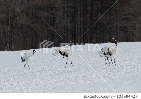 Winter scenery of Eastern Hokkaido, Japanese crane Winter scenery of Eastern Hokkaido, Japanese crane 103994427
