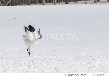 Winter scenery of Eastern Hokkaido, Japanese crane 103994443