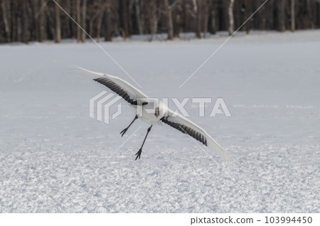 Winter scenery of Eastern Hokkaido, Japanese crane 103994450