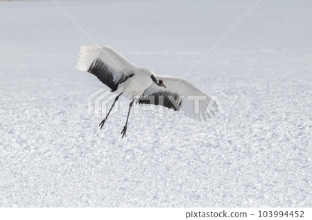 Winter scenery of Eastern Hokkaido, Japanese crane 103994452
