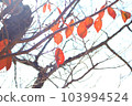 枯葉和樹木。秋天的形象。 103994524