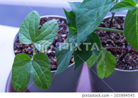 牽牛花子葉。 牽牛花子葉。 103994545