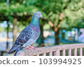 Pigeons in the park 103994925