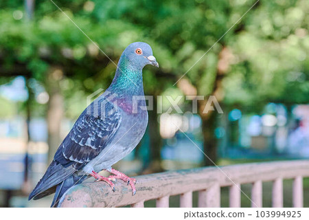 Pigeons in the park Pigeons in the park 103994925