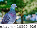 Pigeons in the park 103994926