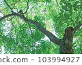 Park Tree 103994927