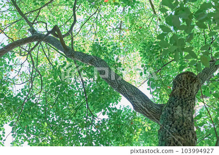 Park Tree Park Tree 103994927