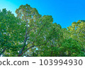 Park's green 103994930