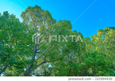 Park's green Park's green 103994930