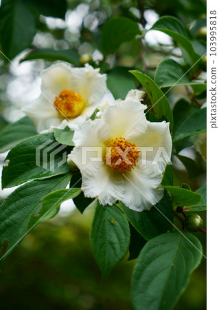 4676 夏椿 103995818