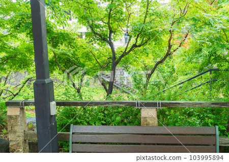 Fresh green on Nawate Street [Ote, Matsumoto City] 103995894