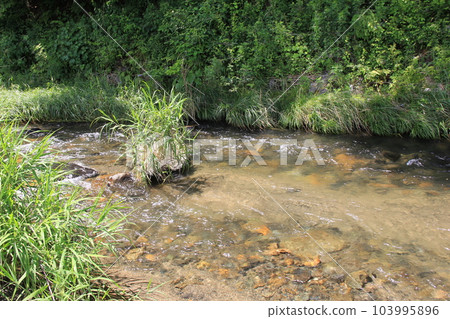 river/shallow river with clear water river/shallow river with clear water 103995896