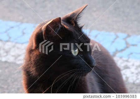 A black cat looking around on the roadside A black cat looking around on the roadside 103996383