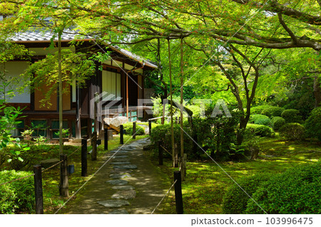 青蓮院、嫩葉和新綠 103996475