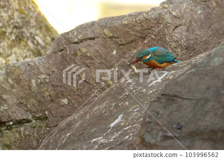 翠鳥的岩石地方 翠鳥的岩石地方 103996562