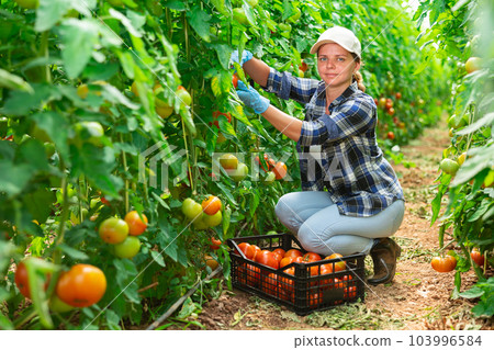 Woman farmer hand harvesting crop of ripe red tomatoes in greenhouse 103996584
