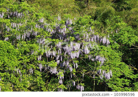 Yuzu no Sato Wild wisteria in full bloom and fresh green scenery coloring the spring satoyama of Moroyama Town 103996596