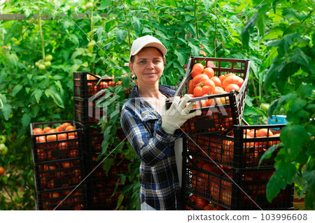 Woman farmer compiling boxes with ripe tomatoes in a greenhouse Woman farmer compiling boxes with ripe tomatoes in a greenhouse 103996608