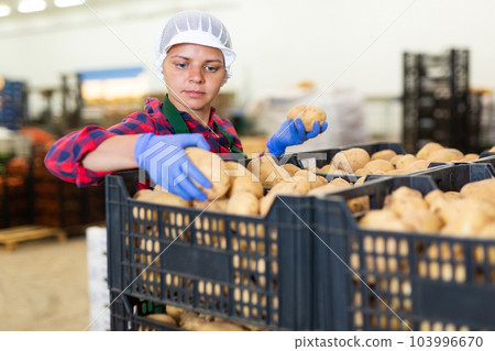 Woman sorting potatoes in vegetable warehouse Woman sorting potatoes in vegetable warehouse 103996670