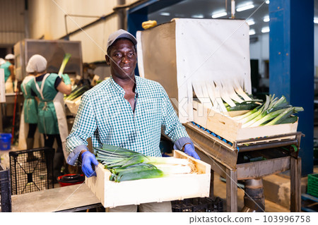 Man working in vegetable factory, carrying crate of leek Man working in vegetable factory, carrying crate of leek 103996758