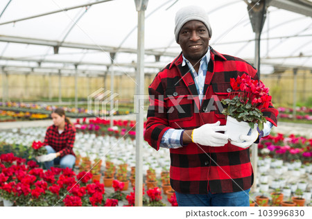 Portrait of african american man gardener holding pot with cyclamen flowers 103996830
