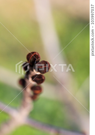 pawpaw flower buds pawpaw flower buds 103997037