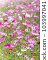 Aki Sakura Autumn image 103997041