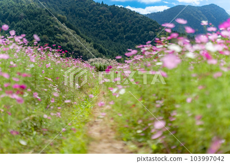 Aki Sakura Autumn image 103997042