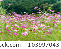 Aki Sakura Autumn image 103997043