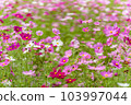 Aki Sakura Autumn image 103997044