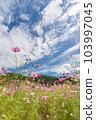 Aki Sakura Autumn image 103997045