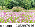 Aki Sakura Autumn image 103997046