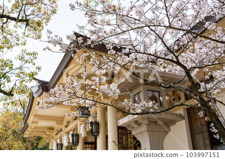 湊川神社櫻花 103997151