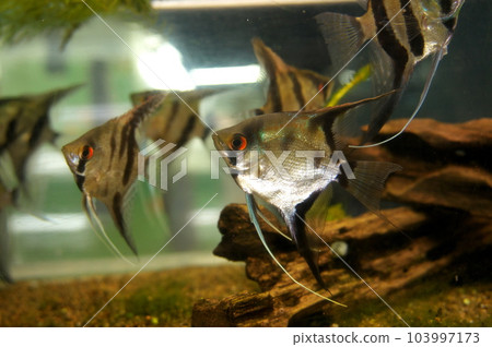 Angelfish  103997173