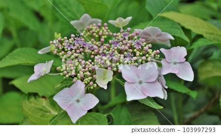 繡球繡球花（帶視頻） 103997293