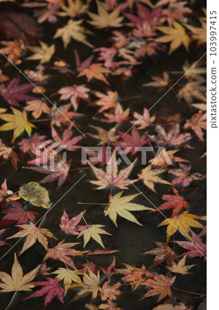 Maple Autumn "Autumn Color Autumn Leaves" Fallen Leaves 103997415