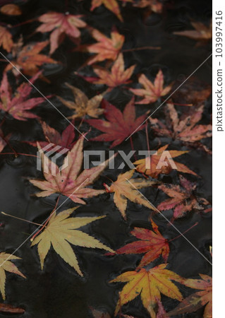 Maple Autumn "Autumn Color Autumn Leaves" Fallen Leaves 103997416