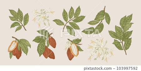 Set  of a cocoa tree 103997592
