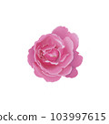 Pink Rose  103997615