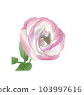 White Rose  103997616